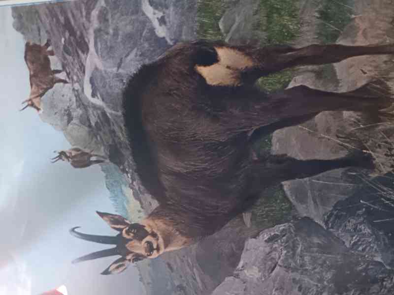 WALD UND WILD-P-VETTERLI - foto 5