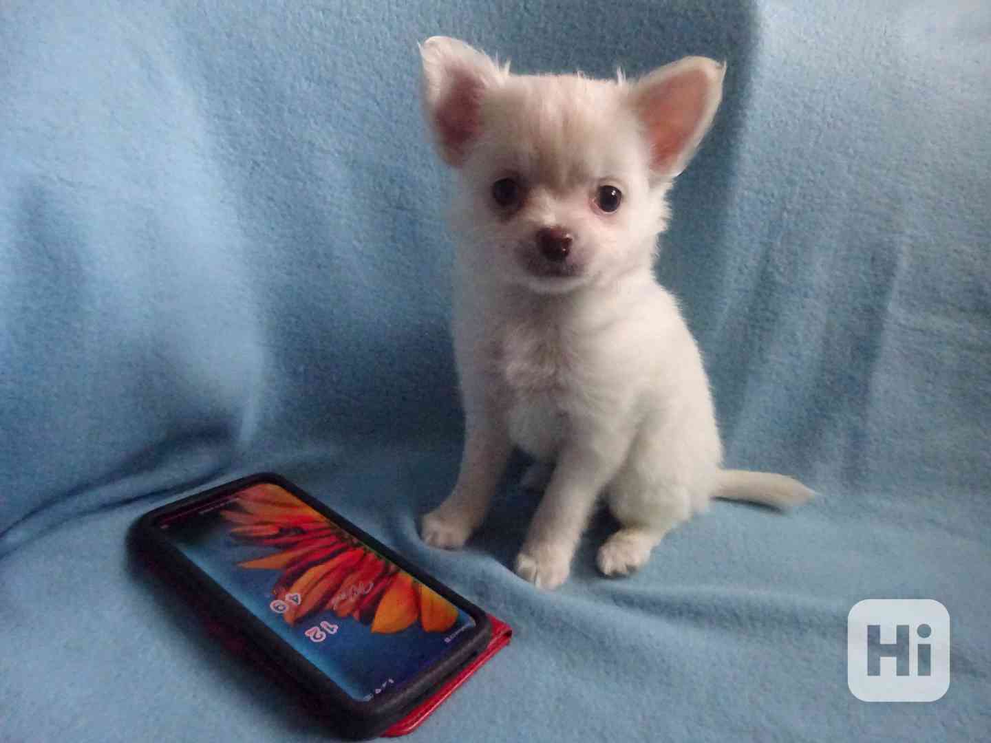 Prodám štěňátko čivava bez PP, dlouhosrstý pejsek. - foto 1