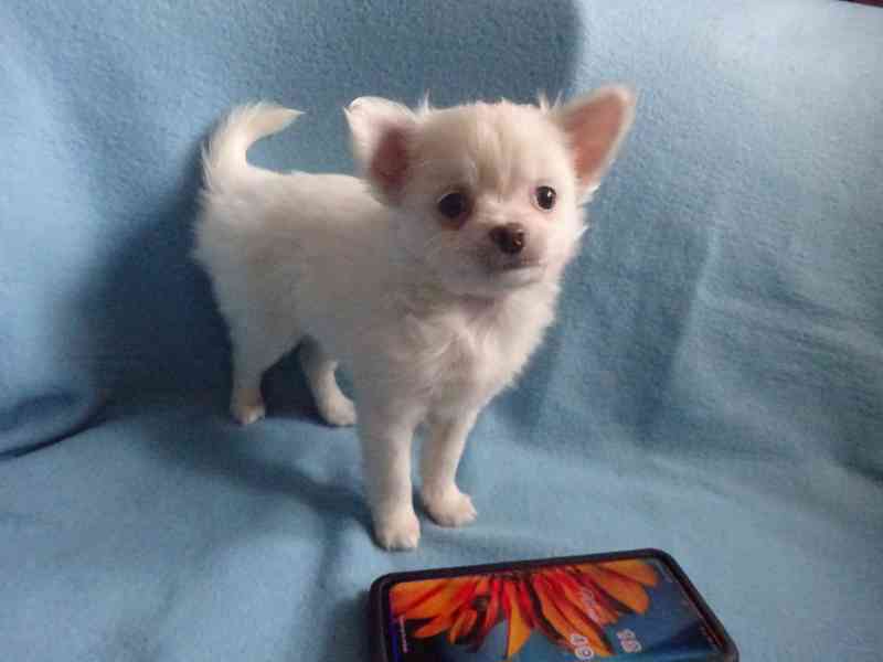 Prodám štěňátko čivava bez PP, dlouhosrstý pejsek. - foto 2