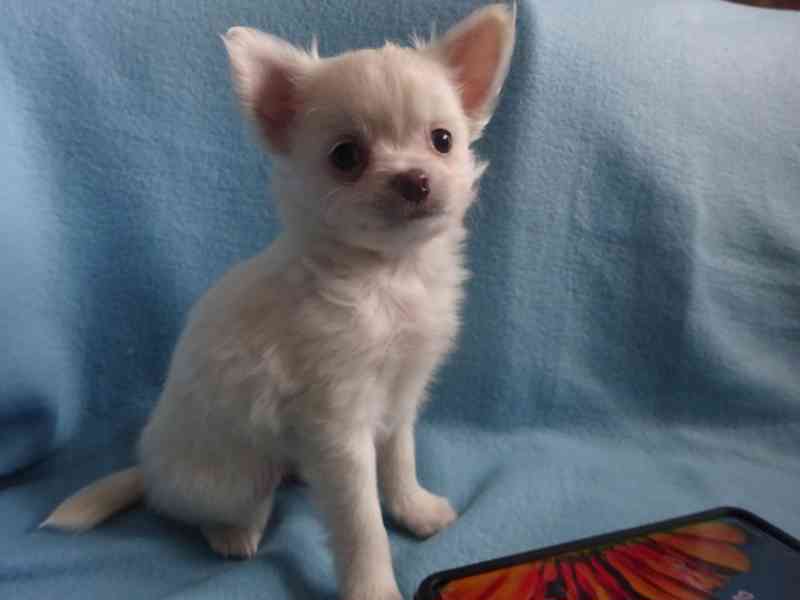 Prodám štěňátko čivava bez PP, dlouhosrstý pejsek. - foto 3