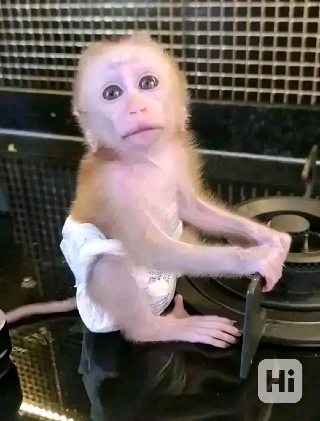  Samec a samice mláďat kapucínských opice - foto 1