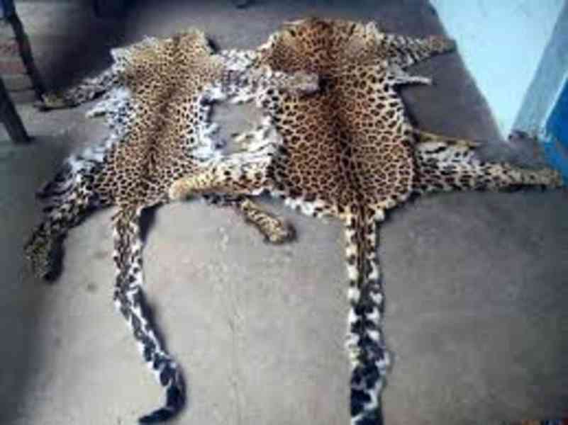 Buy Real African Leopard Skins Online at +44 7360 251004 - foto 2