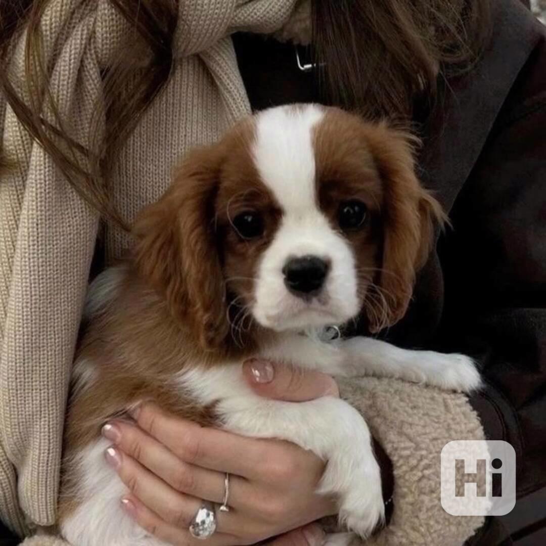 Volná štěňata kavalír King Charles španěl k adopci  - foto 1