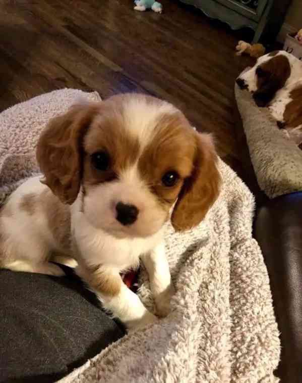 Volná štěňata kavalír King Charles španěl k adopci  - foto 2