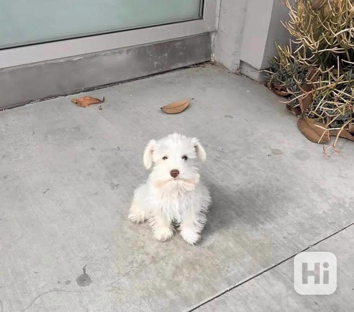 petOhromující miniaturní knírači z KC Reg - foto 1