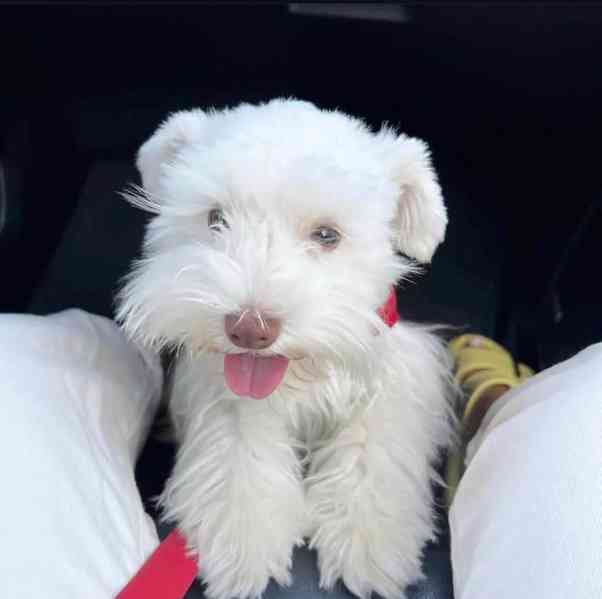 petOhromující miniaturní knírači z KC Reg - foto 2