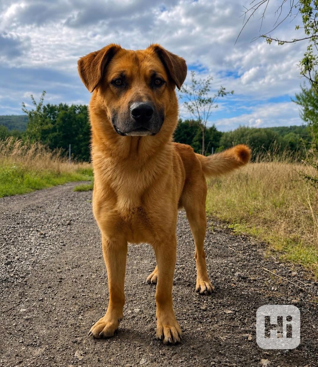 DION - 25 kg, 2 roky  - foto 1