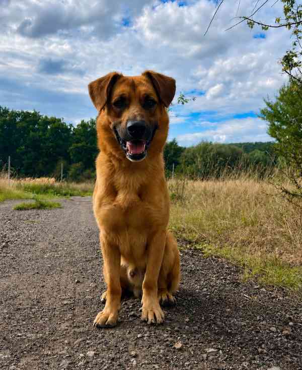 DION - 25 kg, 2 roky  - foto 4