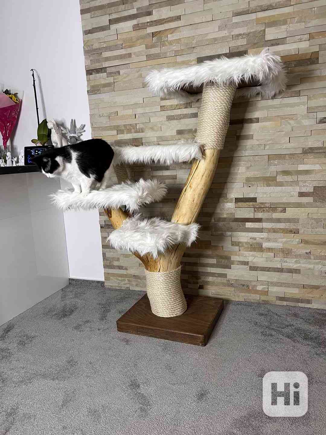 Kočičí strom  - foto 1