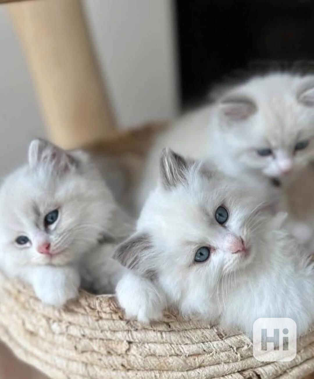 Zdarma ragdoll kotě k adopci hned teď  - foto 1