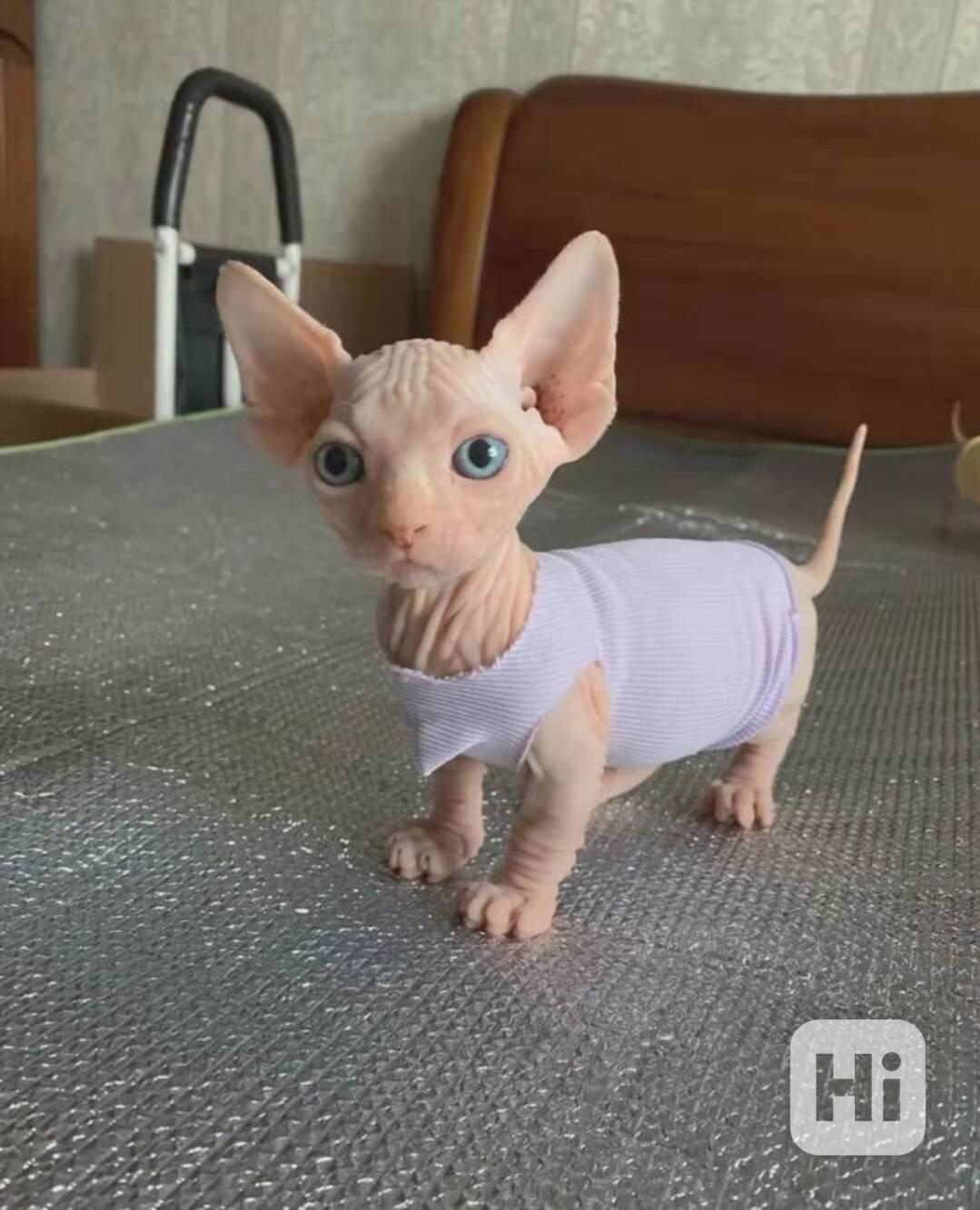 munchkin sphynx koťata k bezplatné adopci   - foto 1