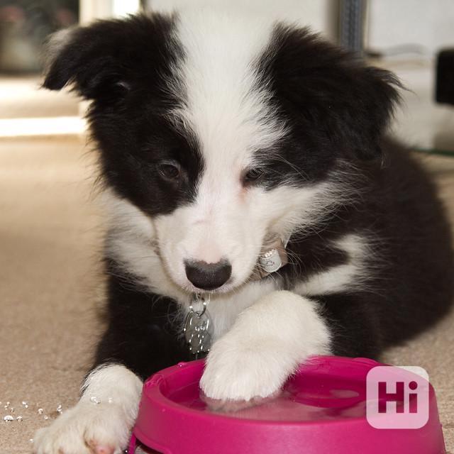 Štěňata border kolie - foto 1