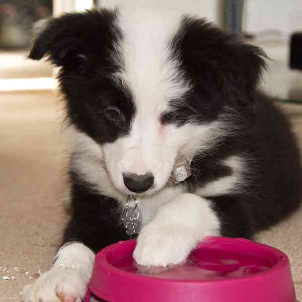 Štěňata border kolie