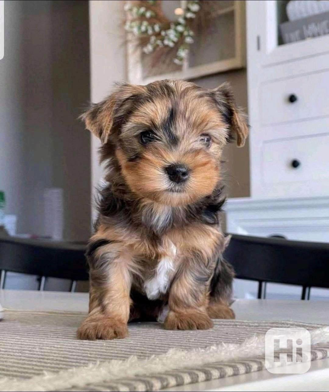 Yorkie puppies  - foto 1