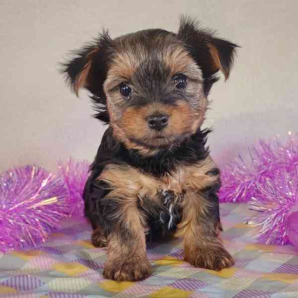 Yorkie puppies  - foto 3