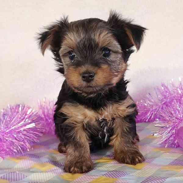 Yorkie puppies  - foto 2