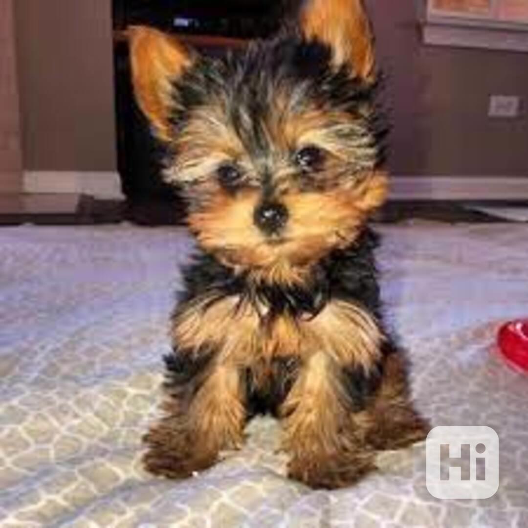 přátelská jorků  štěňátka k adopci - foto 1