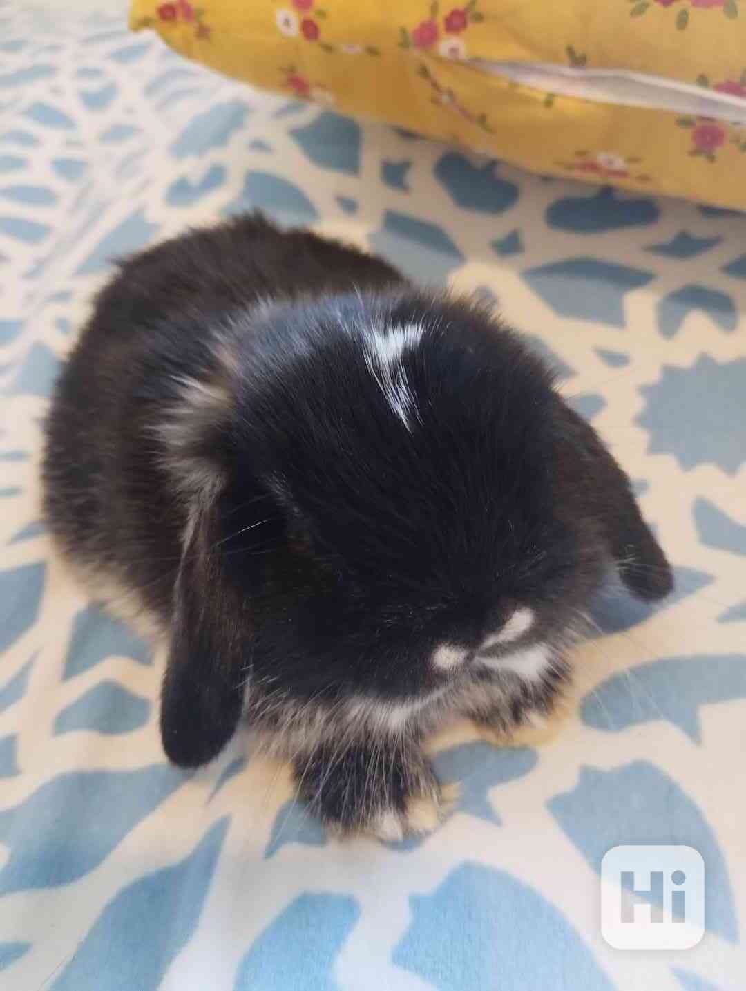 Minilopi králíčci  - foto 1