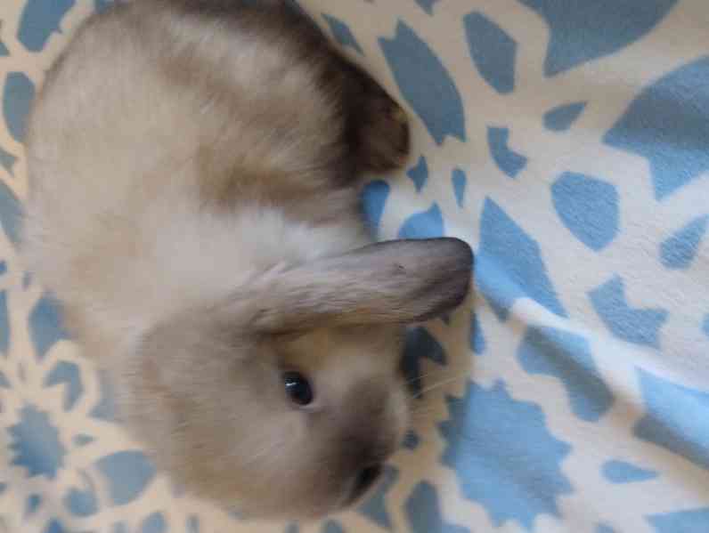 Minilopi králíčci  - foto 4