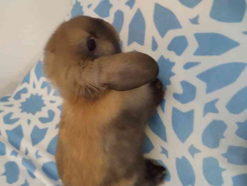 Minilopi králíčci  - foto 3