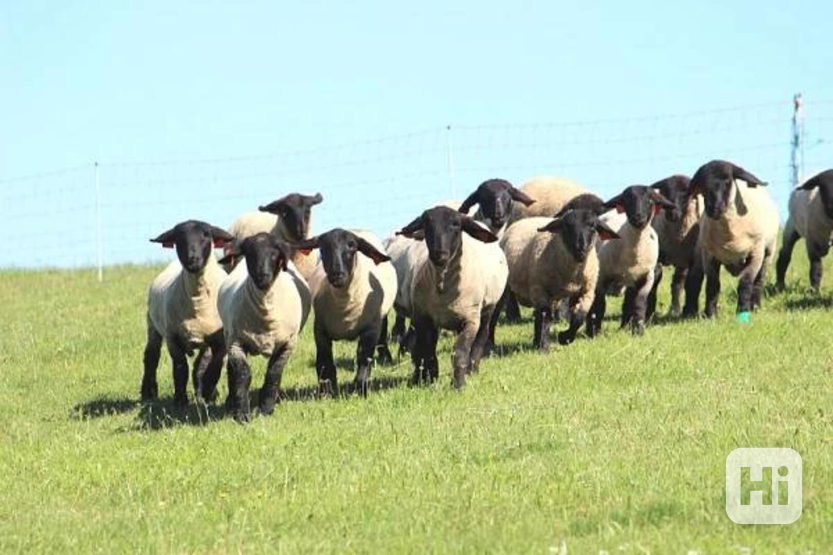 Ovce a jehňata Suffolk prodej - foto 1