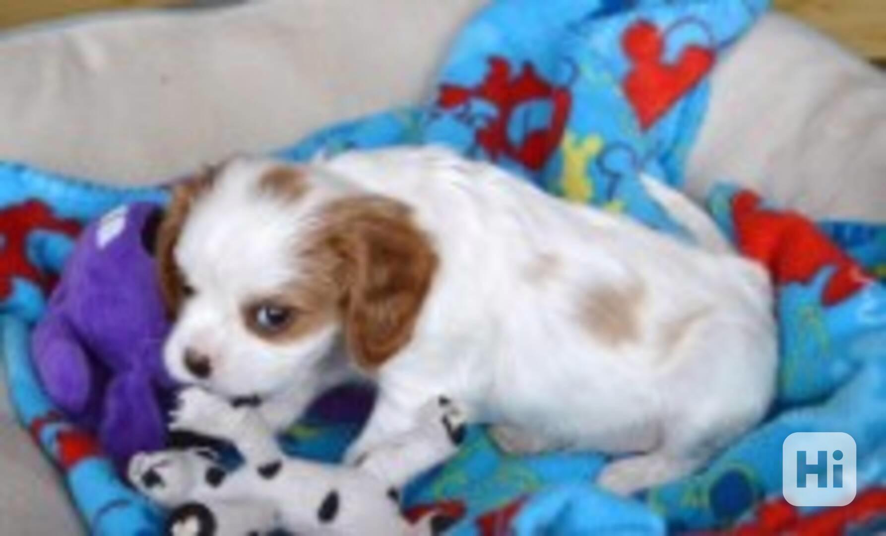 Kavalír King Charles španěl - foto 1