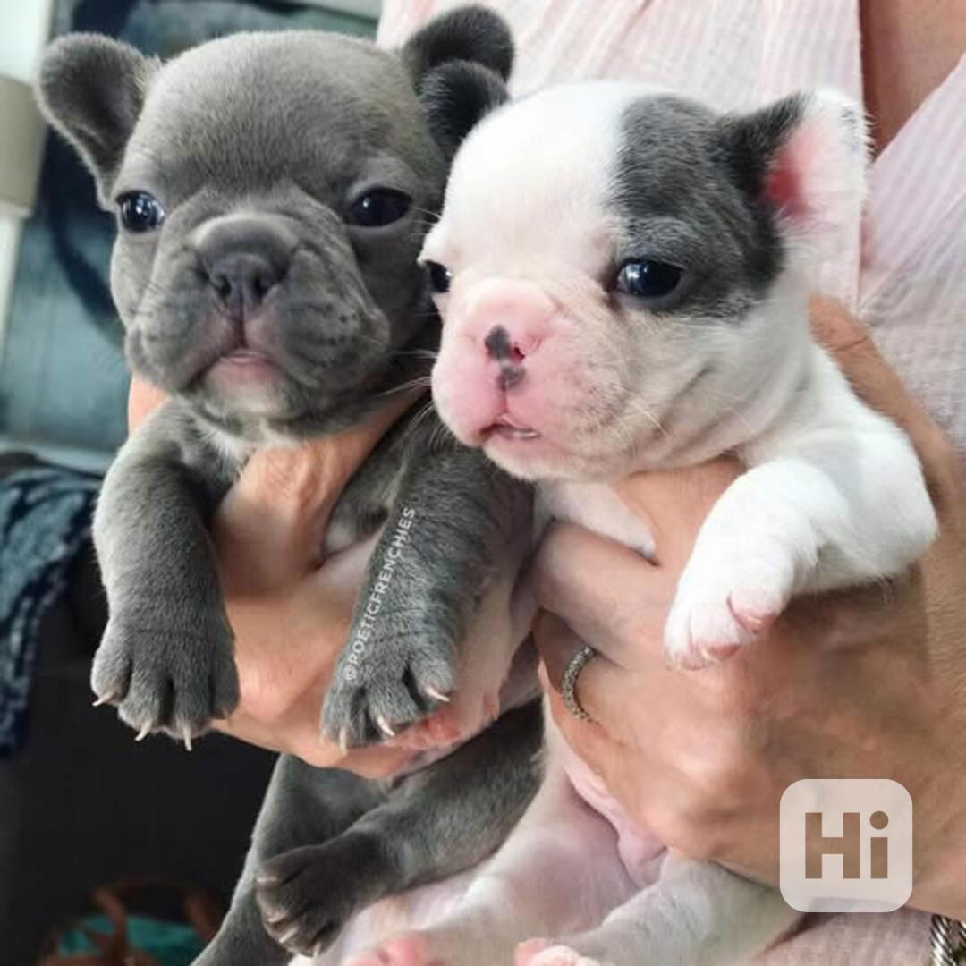  Francouzský buldoček k adopci zdarma hledá milující domov p - foto 1