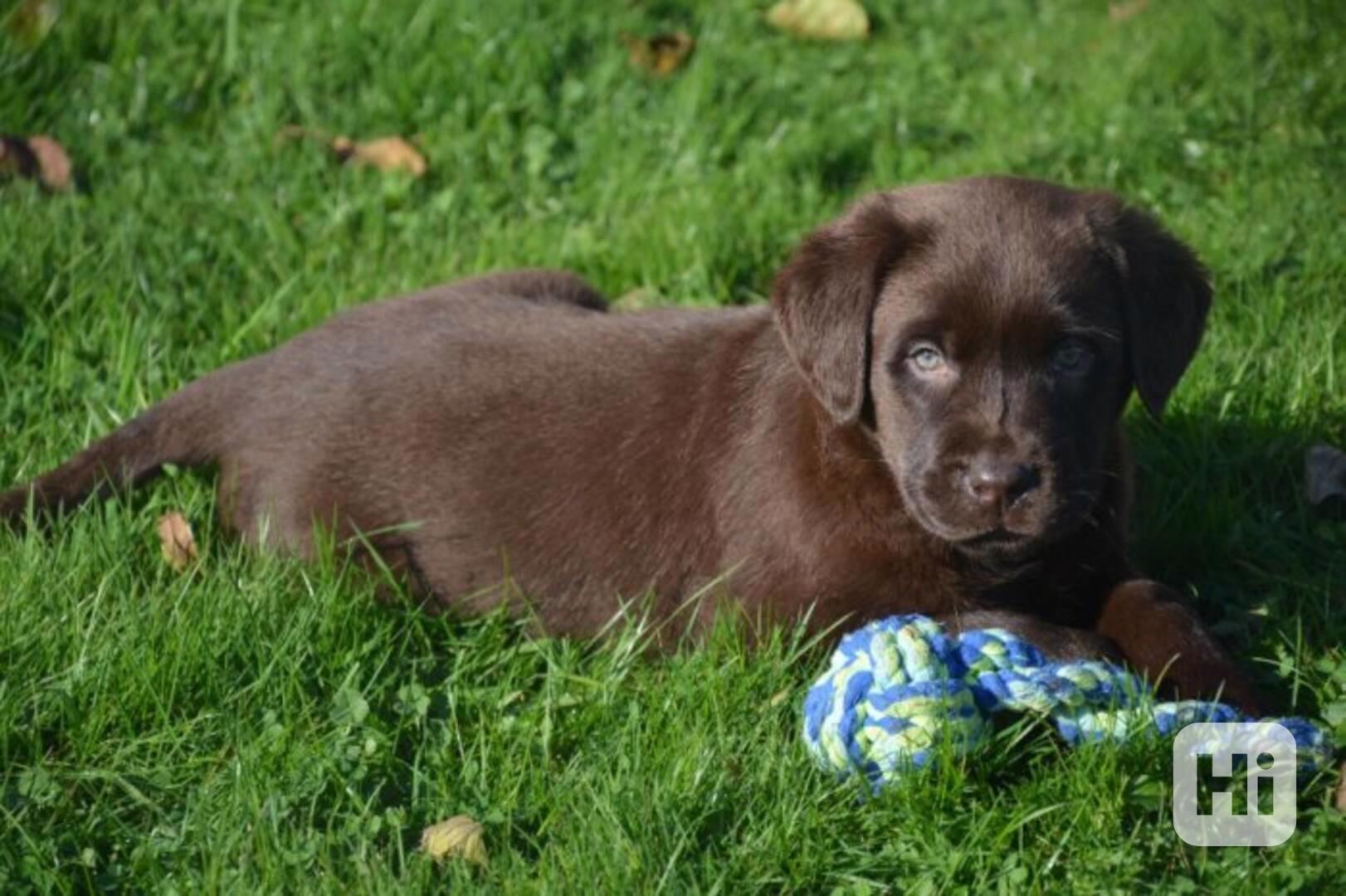 Labrador - 2 fenky - foto 1