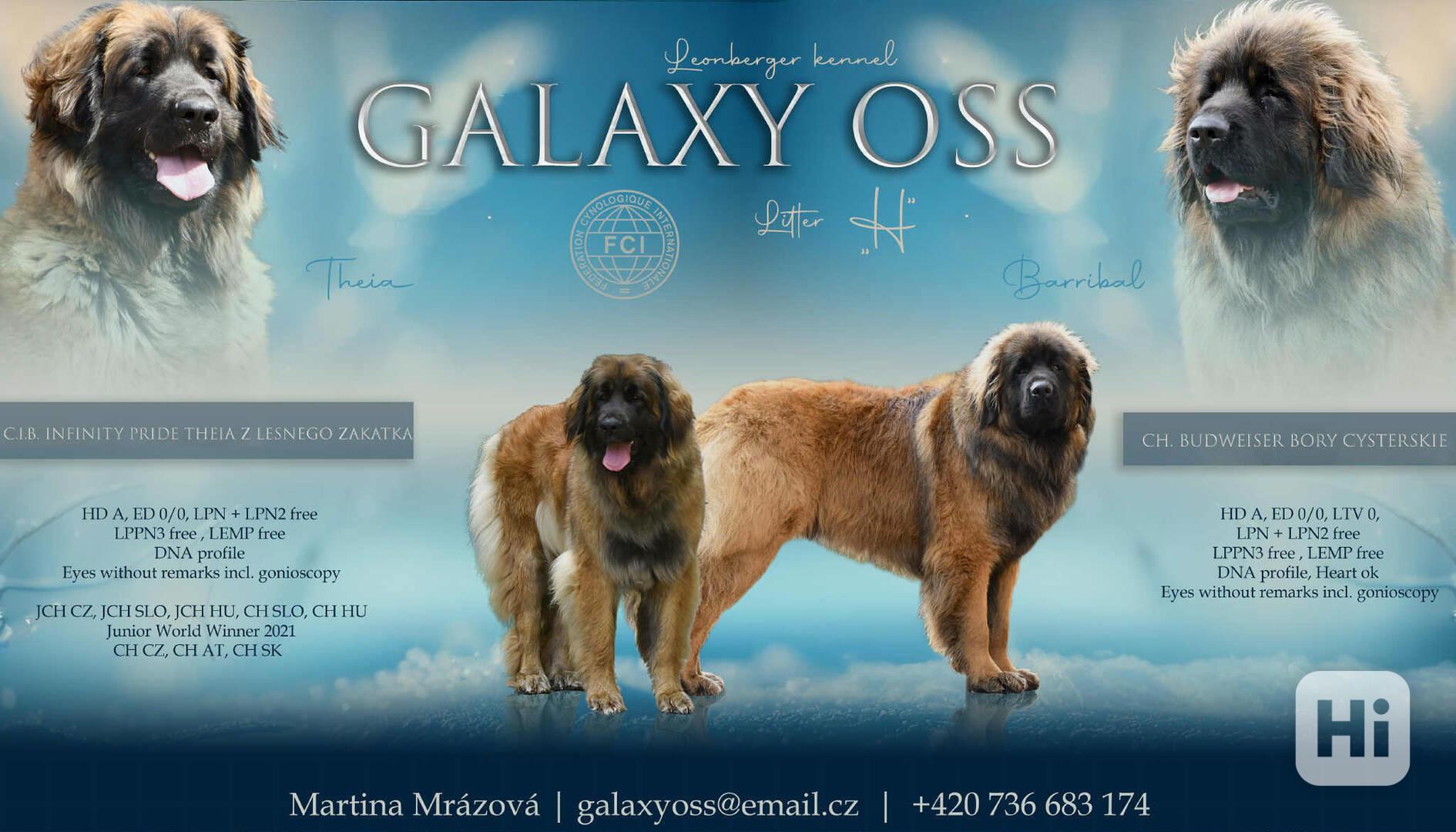 Leonberger s PP - foto 1