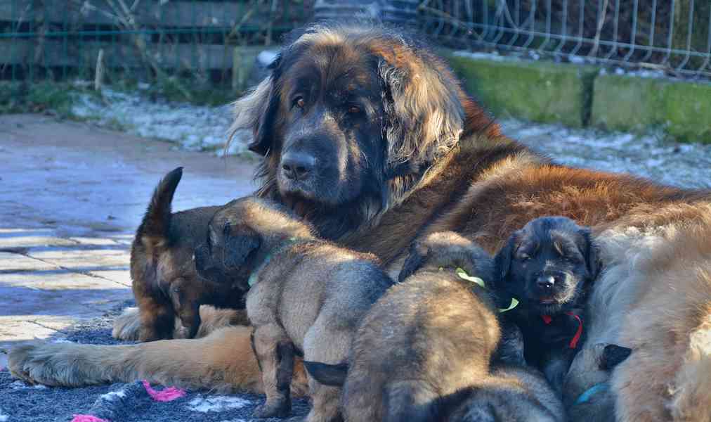 Leonberger s PP - foto 7
