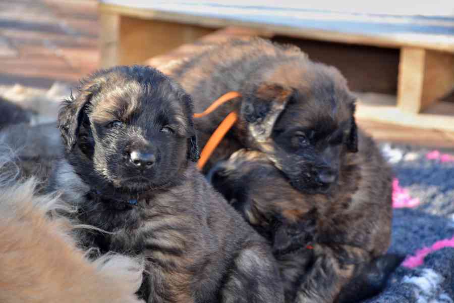 Leonberger s PP - foto 6