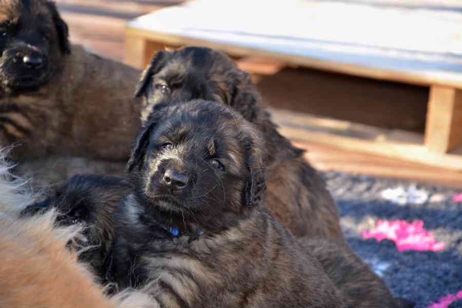 Leonberger s PP - foto 5