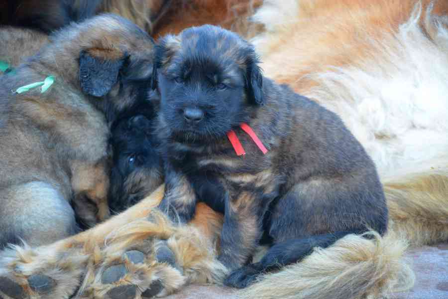 Leonberger s PP - foto 4