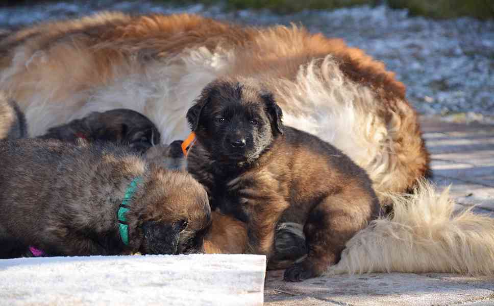 Leonberger s PP - foto 8