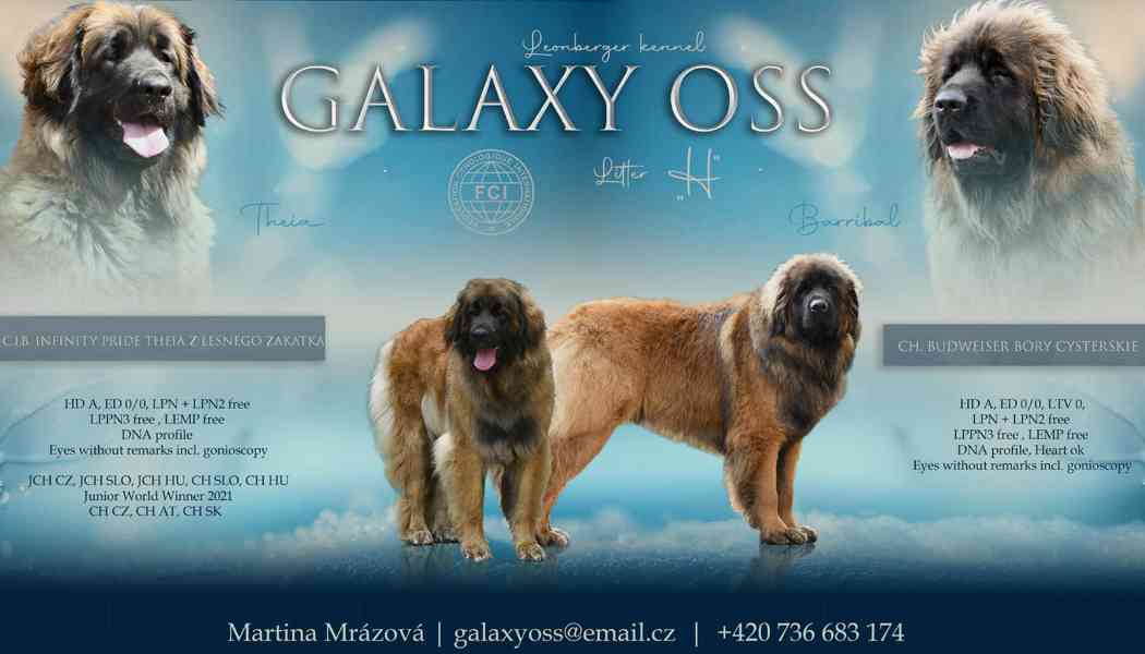Leonberger s PP - foto 1