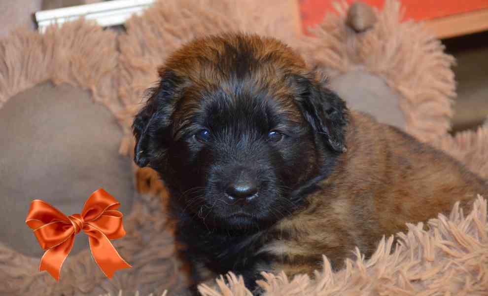 Leonberger s PP - foto 3