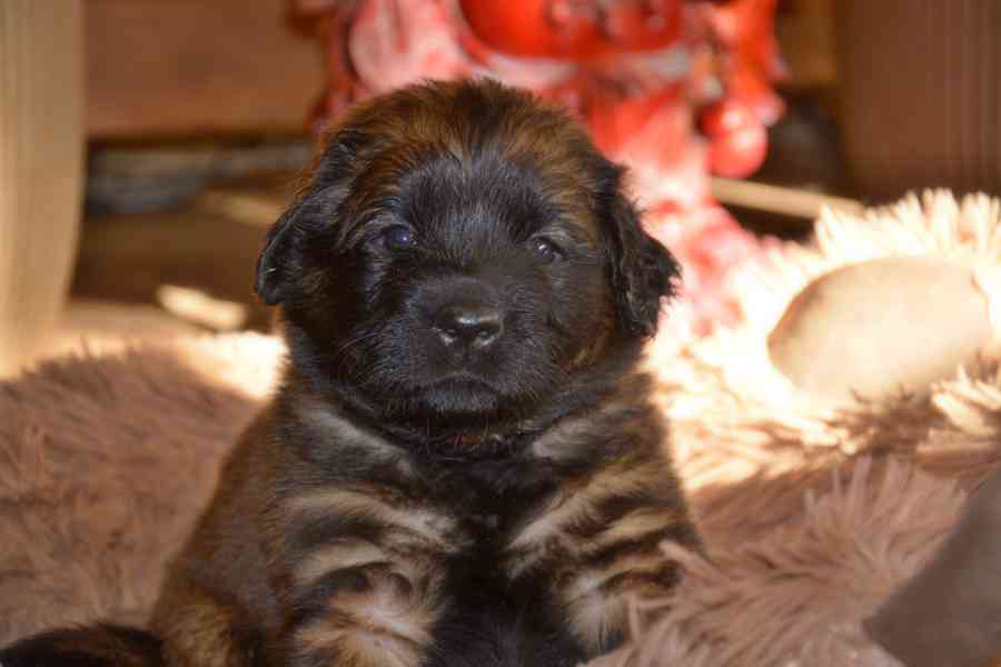 Leonberger s PP - foto 2