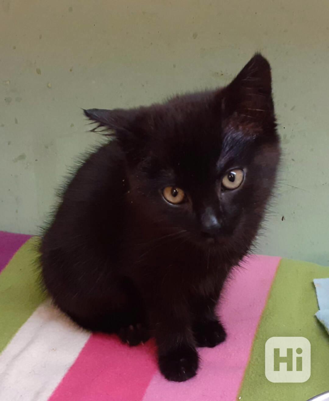 Hravý, hodný, šikovný 3,5měsíční černý Davídek - foto 1