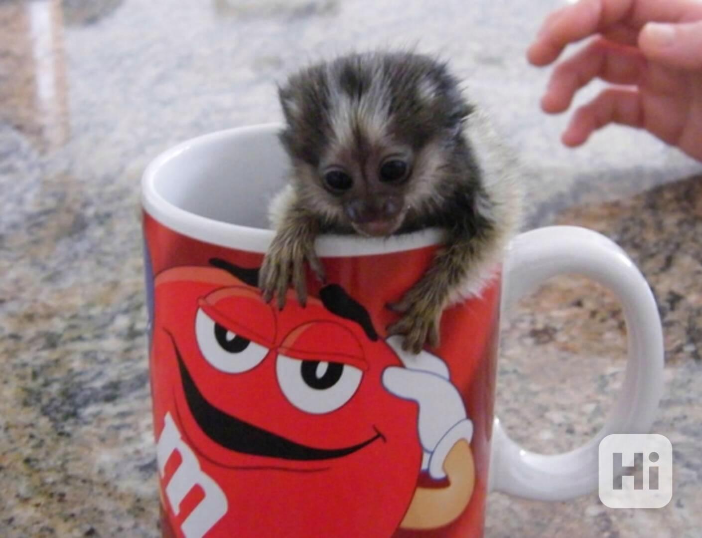 Dobře vycvičený opičák kosman hledá dobrý domov - foto 1