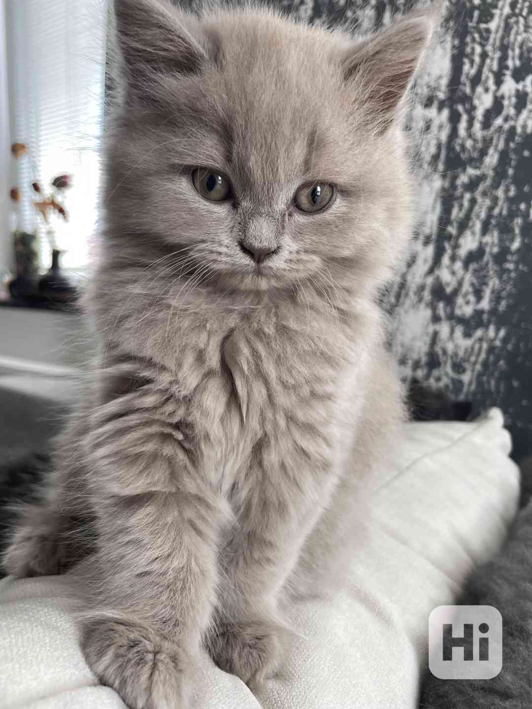 Britska modrá koťátka - foto 1