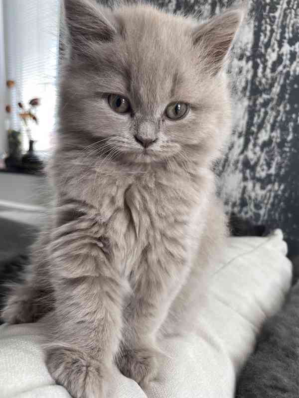 Britska modrá koťátka - foto 1