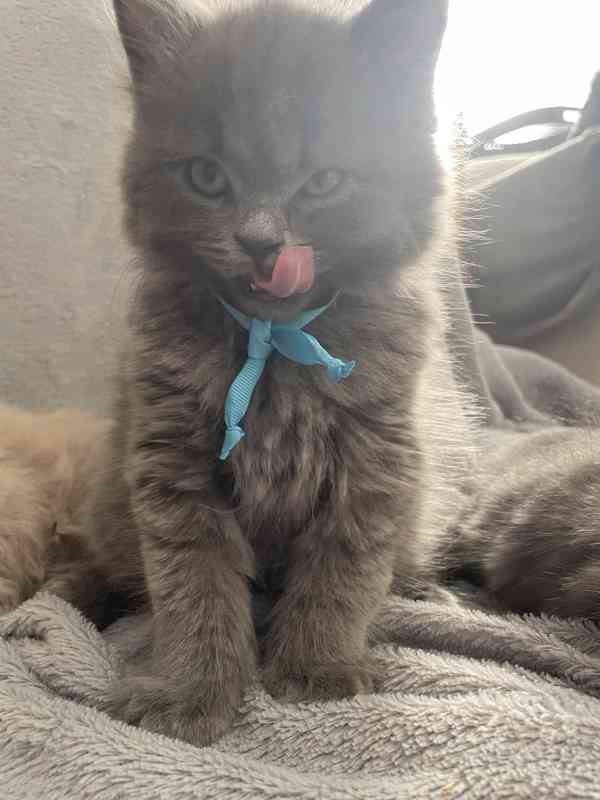 Britska modrá koťátka - foto 10