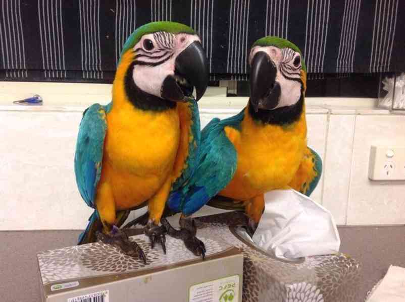Zcela zdarma papoušci ara pro adopci zdarma   - foto 1