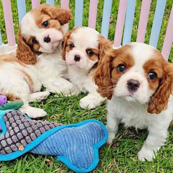 Volná štěňata kavalír King Charles španěl k adopci  - foto 1