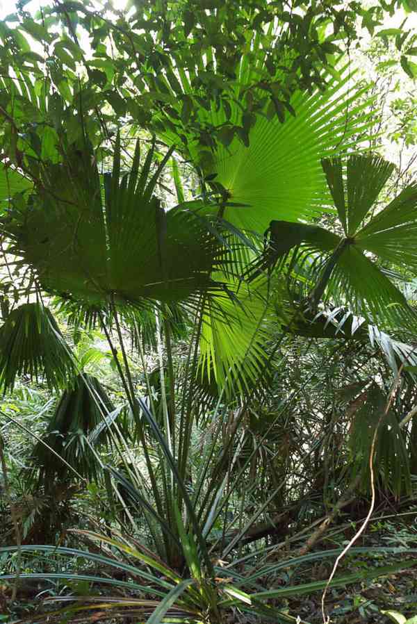 naklíčená semena palma Livistona speciosa