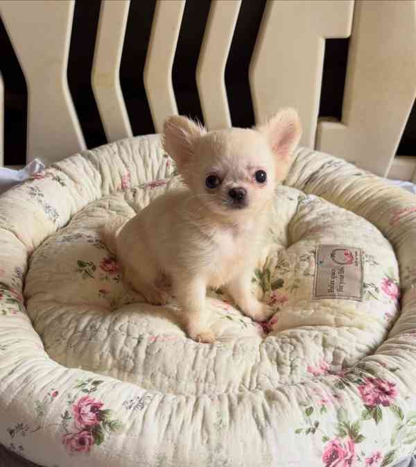 Štěňata čivavy - foto 2