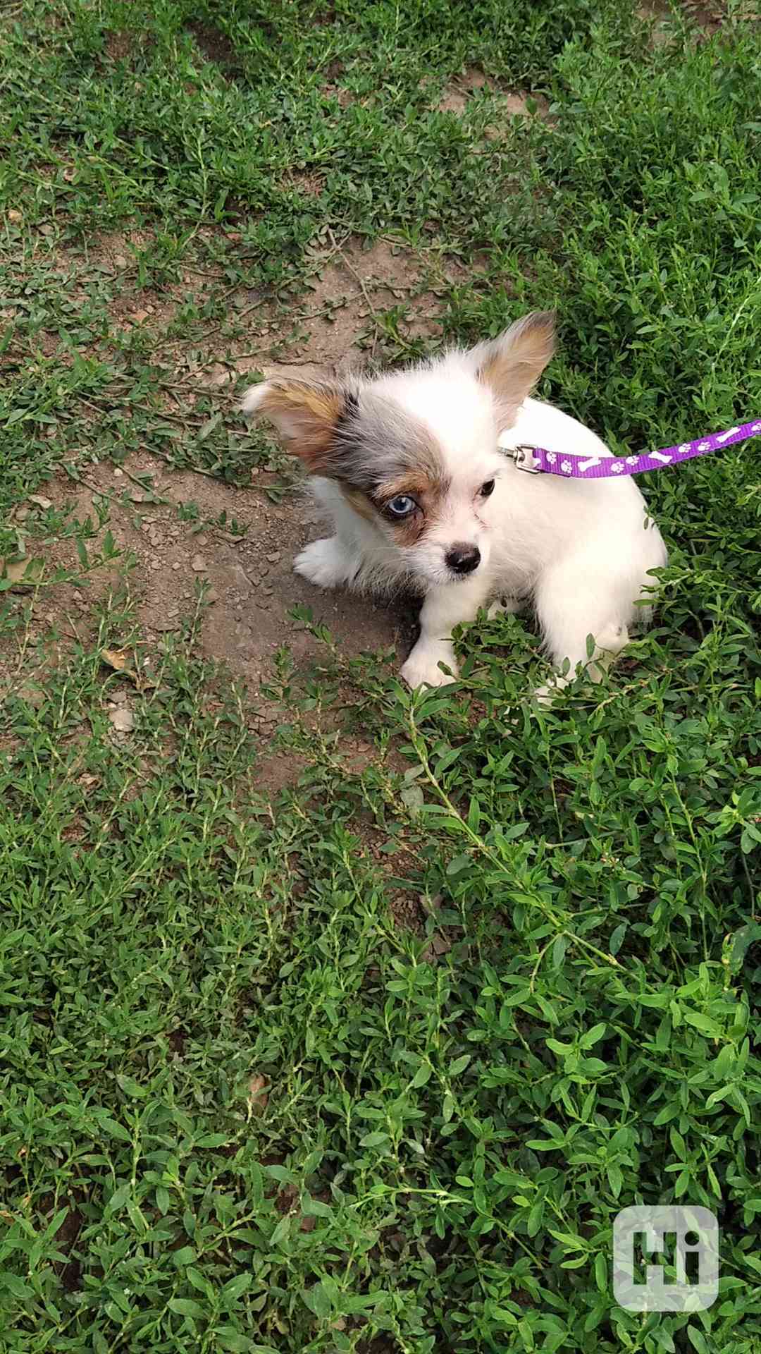 Kříženec jorka biewer matka a merle čivava otec - foto 1