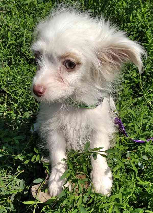 Kříženec jorka biewer matka a merle čivava otec - foto 2