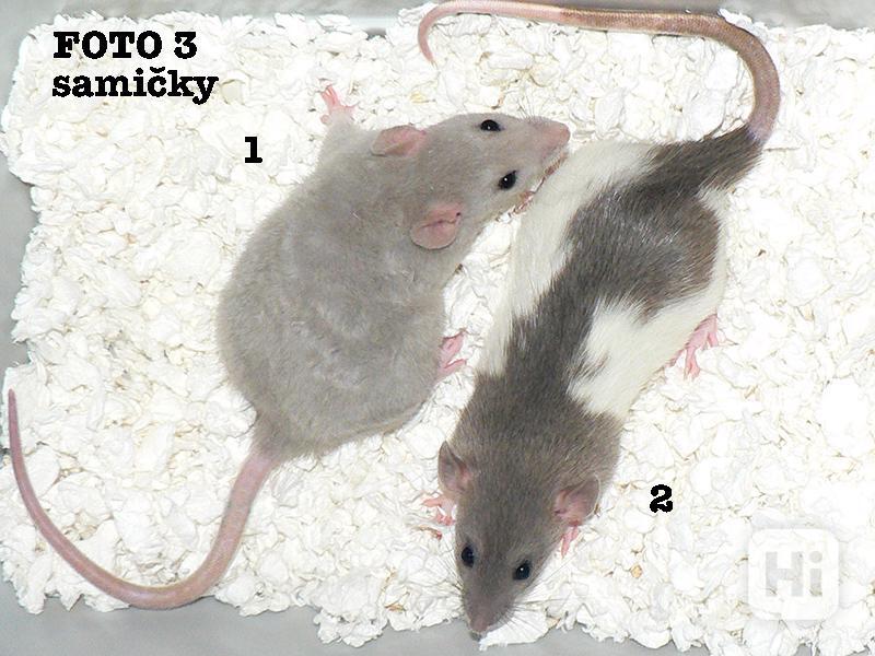 Potkani mladatka Praha - foto 1