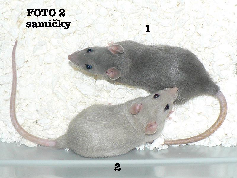 Potkani mladatka Praha - foto 3